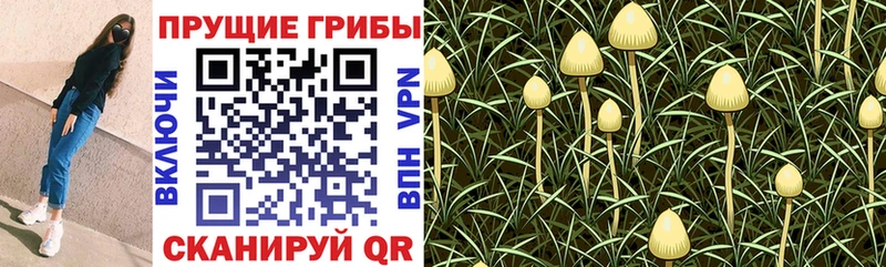 Псилоцибиновые грибы мухоморы Крымск